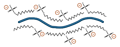 Model of protein coated by SDS