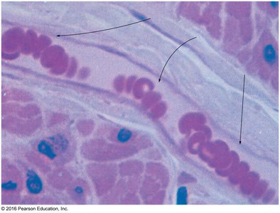 Erythrocyte structure