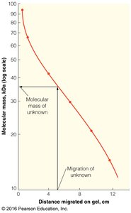 SDS-PAGE analysis of antibody