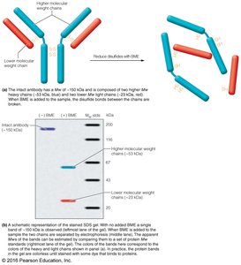 Structures of DTT and BME