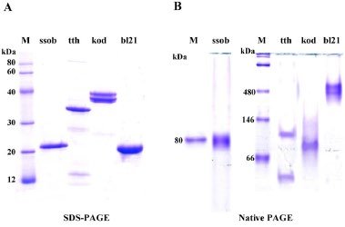 SDS-PAGE vs Native PAGE gel results