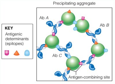 Antibody-epitope interaction
