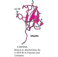 Structure of ubiquitin protein highlighting Lys48 and C terminus