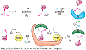 Ubiquitin activation and transfer cascade (E1, E2, E3)