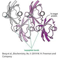Structure of tetraubiquitin showing isopeptide bonds