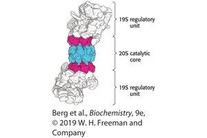 Structure of the 26S proteasome with 20S core and 19S regulatory units