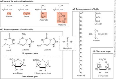 Hierarchy from monomeric units to supramolecular complexes