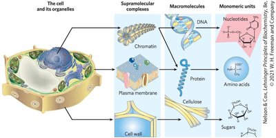 Major chemical constituents of cells