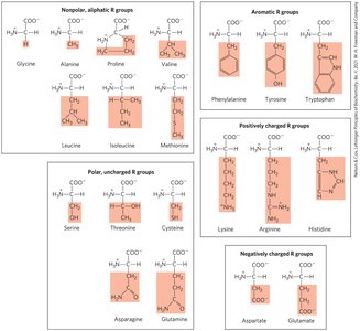DNA and RNA nucleotide structure and phosphodiester linkage