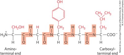 Peptide bond formation and polypeptide chain