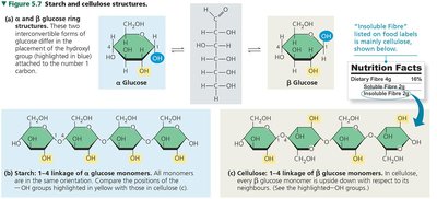 Structures of starch and cellulose