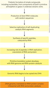 Flowchart of prebiotic evolution and RNA world hypothesis
