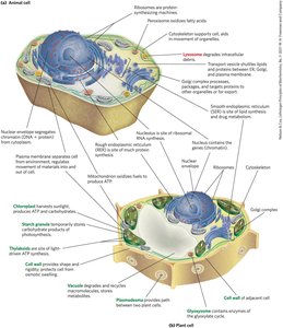 Detailed structure of animal and plant cells