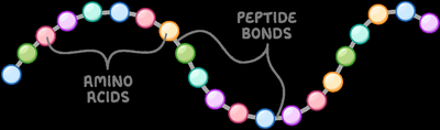 Diagram of protein structure as a chain of amino acids linked by peptide bonds