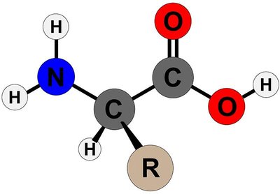 General structure of an amino acid with labeled amino, carboxyl, and side chain groups
