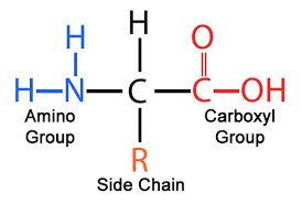 Table showing classification of amino acids by R group