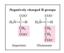 Diagram showing zwitterion form of amino acid