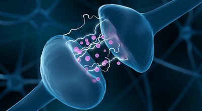 Illustration of neurotransmitter release at a synapse