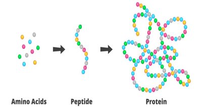 Diagram showing peptide bond formation