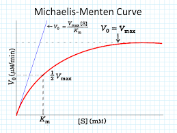 Michaelis-Menten curve showing Km and Vmax