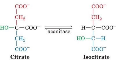 Enzyme geometric specificity