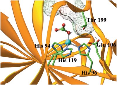 Metalloenzyme active site