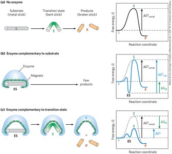 Transition state analogs as enzyme inhibitors