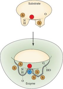 Geometric and electronic complementarity in enzyme binding