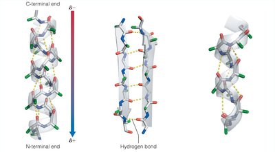 Secondary structure elements: α helix, β sheet, 310 helix