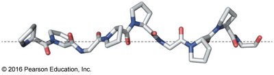 Polypeptide II helix and α helix