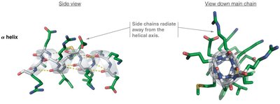 Side chain positions in an α helix