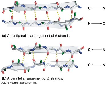 Parallel and antiparallel β sheets