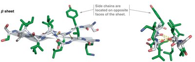 Side chain positions in a β sheet