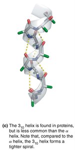 Polypeptide II helix