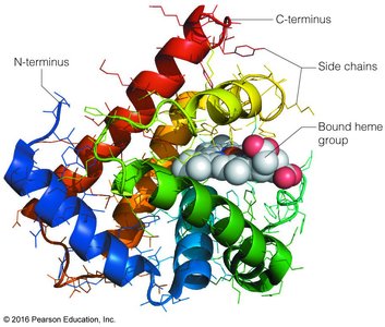 Cartoon representation of myoglobin, showing α-helical secondary structure
