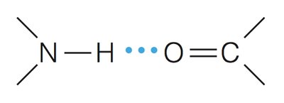 Hydrogen bond between N-H and C=O