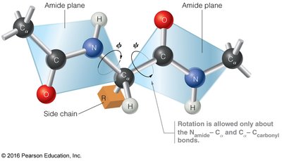 Rotation around bonds in a polypeptide backbone