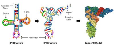 tRNA secondary, tertiary, and spacefill models