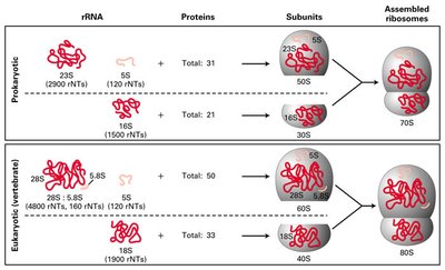 rRNA types and ribosome assembly in prokaryotes and eukaryotes
