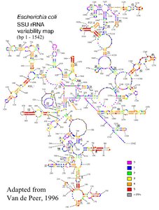 Table of abundant RNA species in prokaryotic and eukaryotic cells