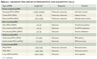 miRNA and siRNA processing and function