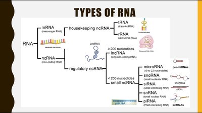 Types of RNA