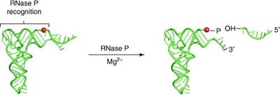 lncRNA modes of action