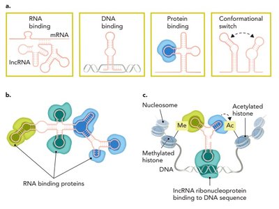 PIWI-interacting RNA