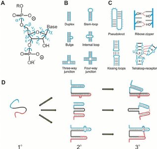 RNA primary, secondary, and tertiary structure