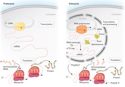 Transcription and translation in prokaryotes and eukaryotes