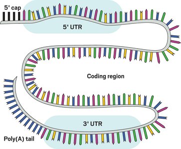 mRNA structure with 5' cap, UTRs, coding region, and poly(A) tail