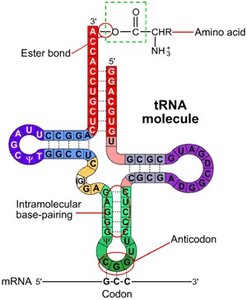 tRNA cloverleaf structure with anticodon and amino acid attachment site