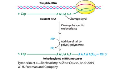 Polyadenylation of mRNA