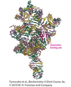 Group I intron structure
